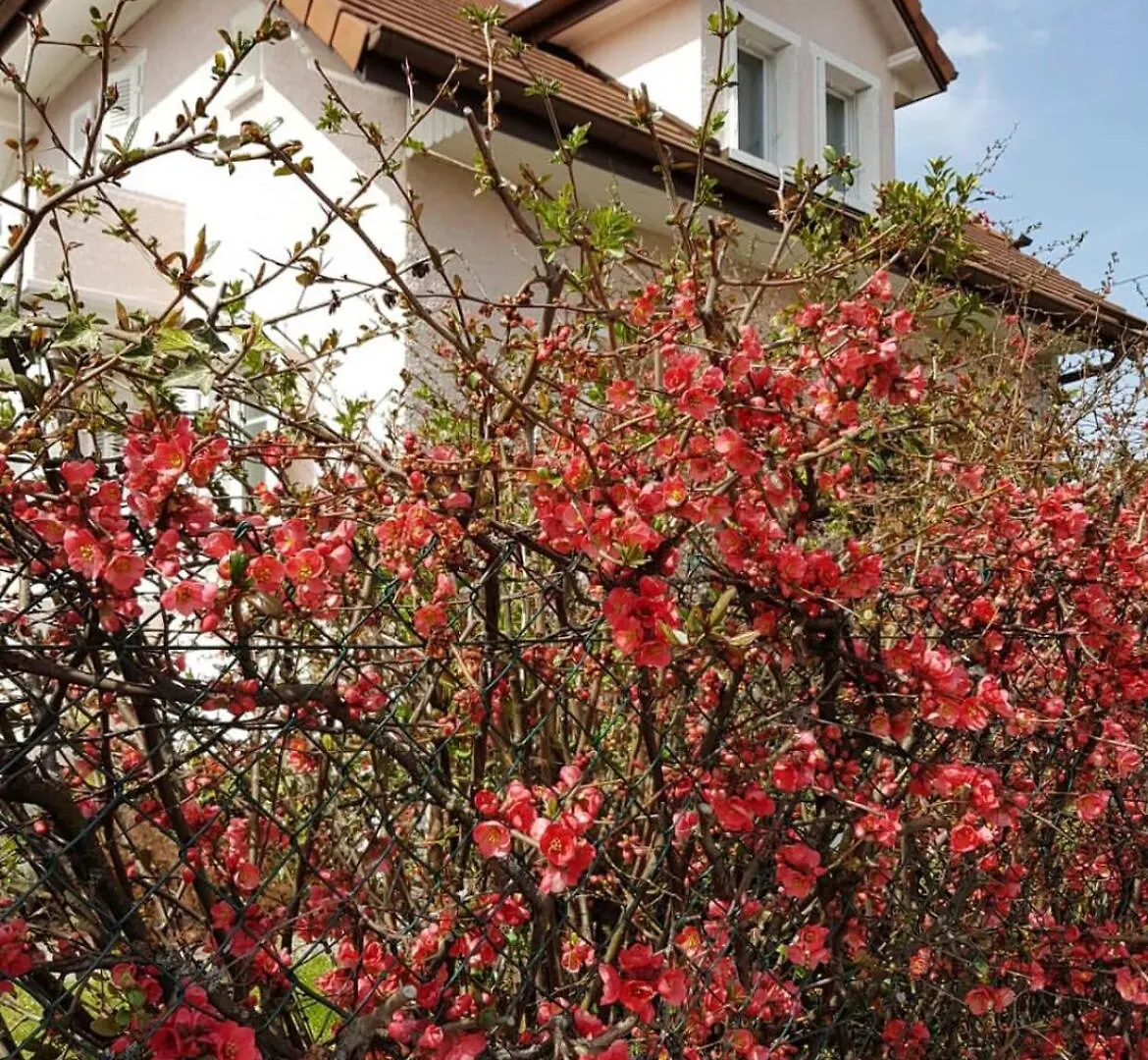 Charming House In Concise Villa Thonon-les-Bains France